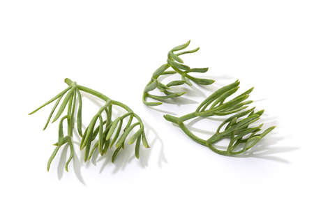Fresh Sea fennel leaves isolated on white background. Crithmum maritimumの写真素材