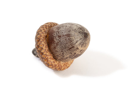 Beautiful brown acorn isolated on white background. Quercus Seedの写真素材