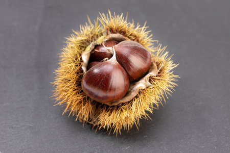 Open husk and sweet chestnuts inside isolated on gray slate background. Castanea sativaの写真素材