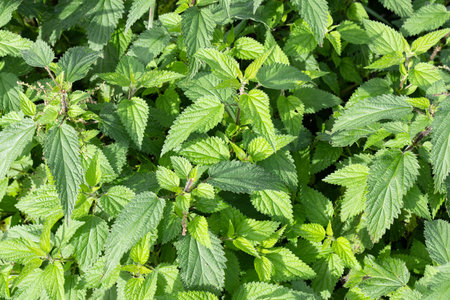 Group of Green Fresh nettle background on sunny day. Full frame