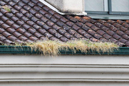 Herbs and vegetation growing in a blocked gutter of a buildingの写真素材
