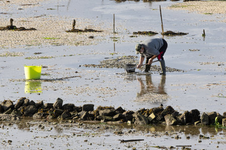 Carril, Spain; may 2, 2023: scene of a shellfish gatherer harvesting clams on the beach of Carril at low tideのeditorial素材