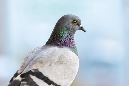 Indian Pigeon or Rock Dove on blurry background. Copy spaceの写真素材