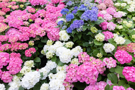 Background of a Group of hydrangea flowers with a variety of colors