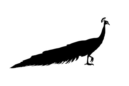 Peacock walking silhouette isolated on a white background. Vector illustrationのイラスト素材