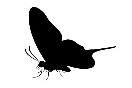 Flying Butterfly Silhouette isolated on white background. Vector illustrationのイラスト素材