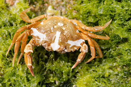 Close up of a Common sea crab on green seaweedの写真素材