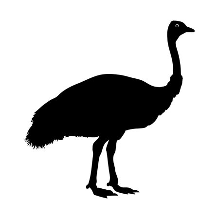 Ostrich silhouette isolated on white background. Vector illustrationのイラスト素材