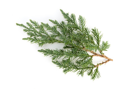 Juniperus squamata or Himalayan juniper twig isolated on white backgroundの写真素材