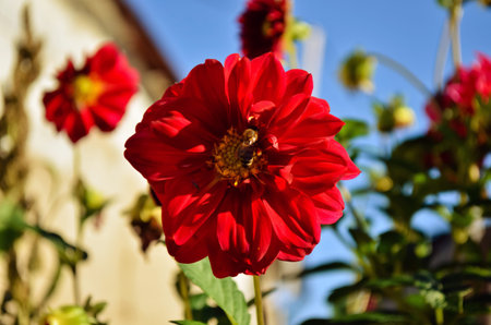 A bee on a red flower on a background of blue sky