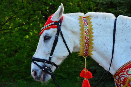 White mug with a bridle horse close-upの写真素材