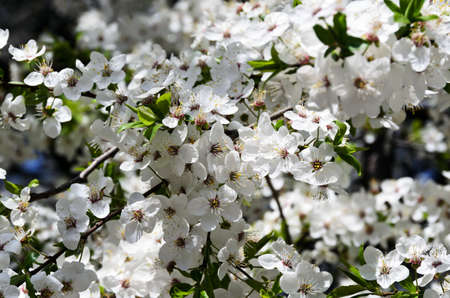 The lush, blooming apricot tree branch with green leavesの写真素材