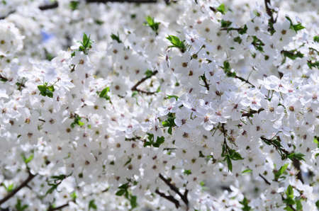 The lush, blooming apricot tree branch with green leavesの写真素材