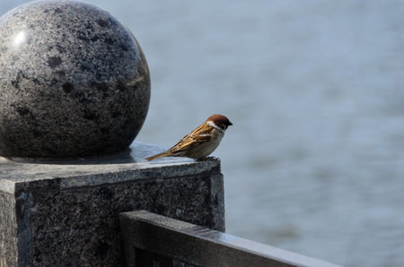 A sparrow on the marble columns at the river