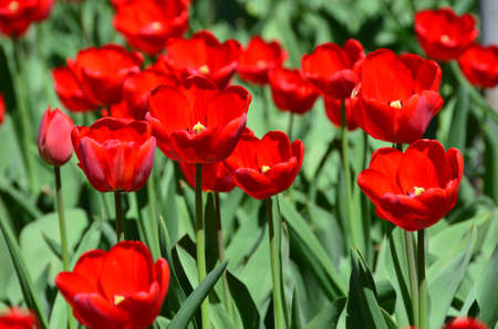 A lot of bright red blossoming tulipsの写真素材