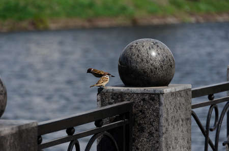 Two sparrows on the handrail of the bridge by the riverの写真素材