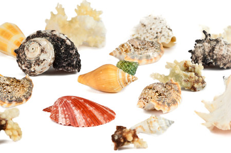 A lot of seashells on a white background