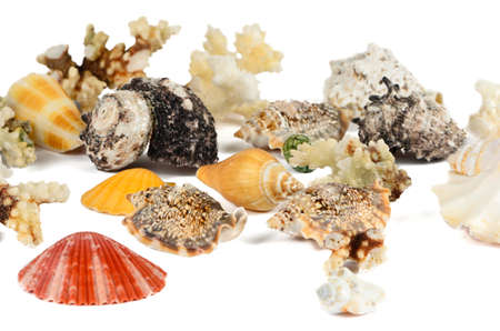 A lot of seashells on a white backgroundの写真素材