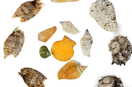 A lot of seashells on a white backgroundの写真素材