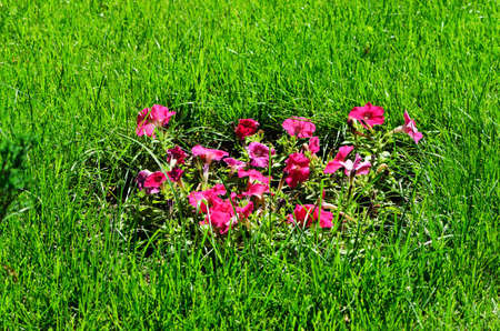Red flowers on a green meadow under a bright sunの写真素材