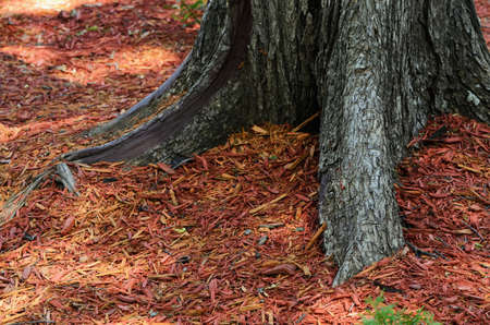 Root of the tree in the sawdustの写真素材
