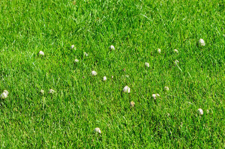 Lawn with green grass and white mushrooms in the sunの写真素材