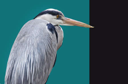 Nycticorax の写真素材