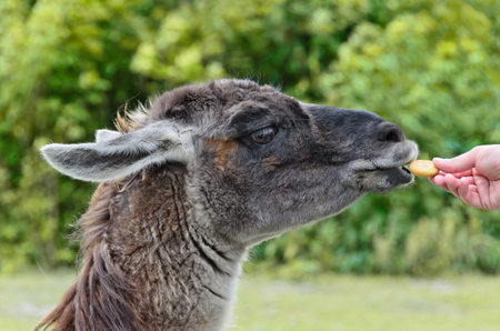 Feeding the llamas in the wild in the meadow