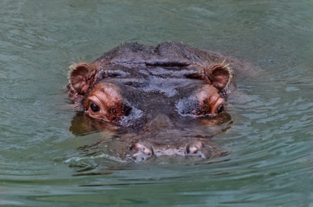 Head hippo in the water