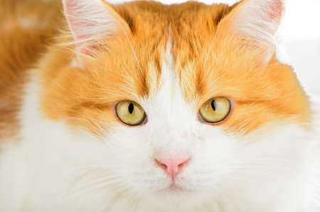 Pensive look red cat closeupの写真素材