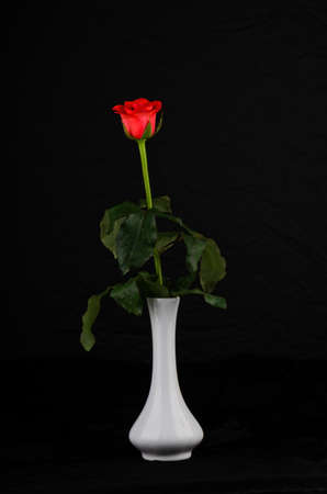 Red rose on a black background close-up in white countessの写真素材