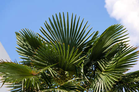 Lush green foliage of palm on background skyの写真素材