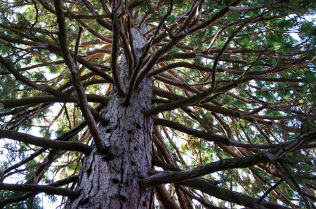 Lush green foliage pine whith many branches
