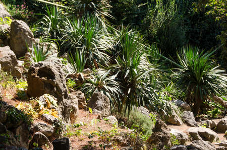 Lush green grass tufts and big stonesの写真素材