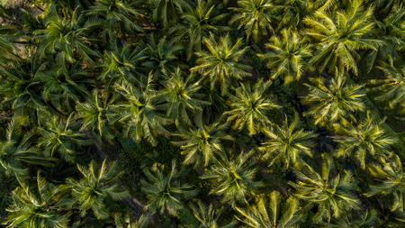 Aerial view on plantation of coconut trees, Thailandの写真素材