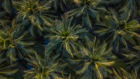 Aerial view on plantation of coconut trees, Thailandの写真素材