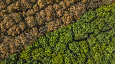 Aerial view Rubber tree forest, Top view of rubber tree and rubber leaf plantation.