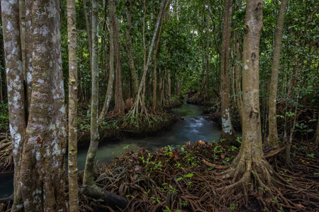Tha pom mangrove forest, Tha Pom Khlong Song Nam Emerald pool is unseen pool in mangrove forest at krabi, Krabi, Thailandの写真素材
