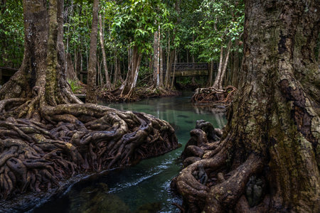 Tha pom mangrove forest, Tha Pom Khlong Song Nam Emerald pool is unseen pool in mangrove forest at...