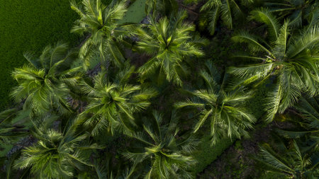 Aerial view coconut tree plantation, Coconut tree field farm plantation, Coconut palm tree jungle.の写真素材