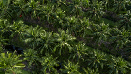 Aerial view coconut tree plantation, Coconut tree field farm plantation, Coconut palm tree jungle.の写真素材