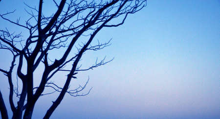 a silhouette dry branches with light blue backgroundの写真素材