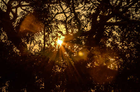 harsh sun rays from treesの写真素材