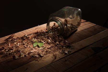 a jar with dry leaf and green leaf to showing symbol of hopeの写真素材