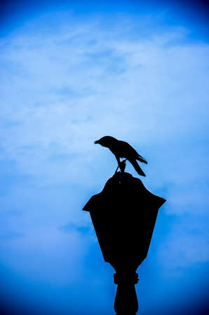 a silhouette bird sitting on lamp with blue sky backgroungの写真素材