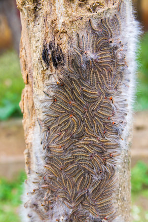 bunch of caterpillar on a tree