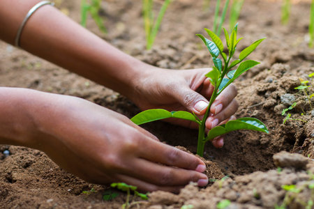 A woman putting Plant on the soil