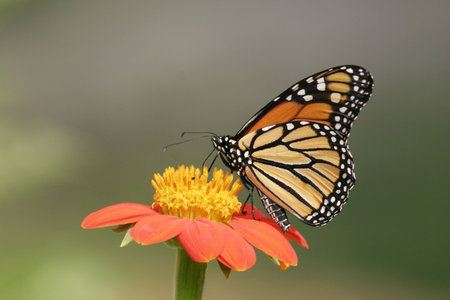 A Monarch butterfly on a Tithonia flower. Taken at Lenoir Preserve New York