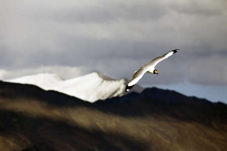 a brown headed gull flying over the mountains pangong lake: paradise for migrant birds, ladakh, jammu and kashmir, indiaの写真素材