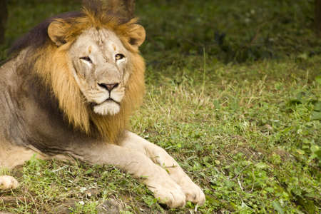 an asiatic lion sitting and looking arround.の写真素材
